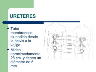 URETERES
 Tubo
membranoso
extendido desde
la pelvis a la
vejiga
 Miden
aproximadamente
28 cm. y tienen un
diámetro de 5
mm.
 
