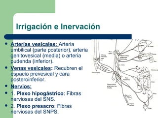 Irrigación e Inervación
 Arterias vesicales: Arteria
umbilical (parte posterior), arteria
genitovesical (media) o arteria
pudenda (inferior).
 Venas vesicales: Recubren el
espacio prevesical y cara
posteroinferior.
 Nervios:
 1. Plexo hipogástrico: Fibras
nerviosas del SNS.
 2. Plexo presacro: Fibras
nerviosas del SNPS.
 