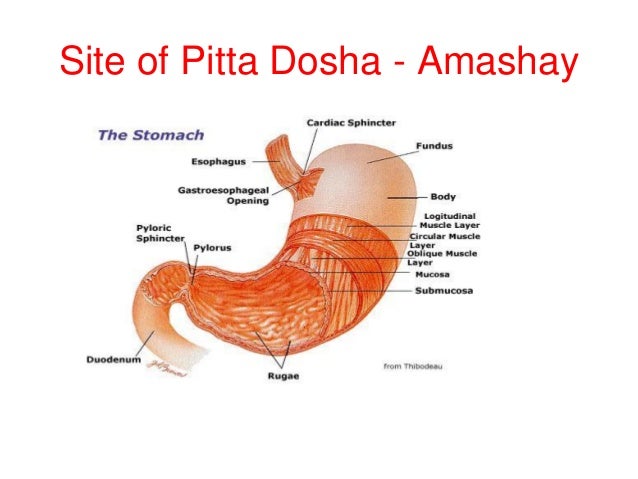 5.pitta dosha - Sharirkriya