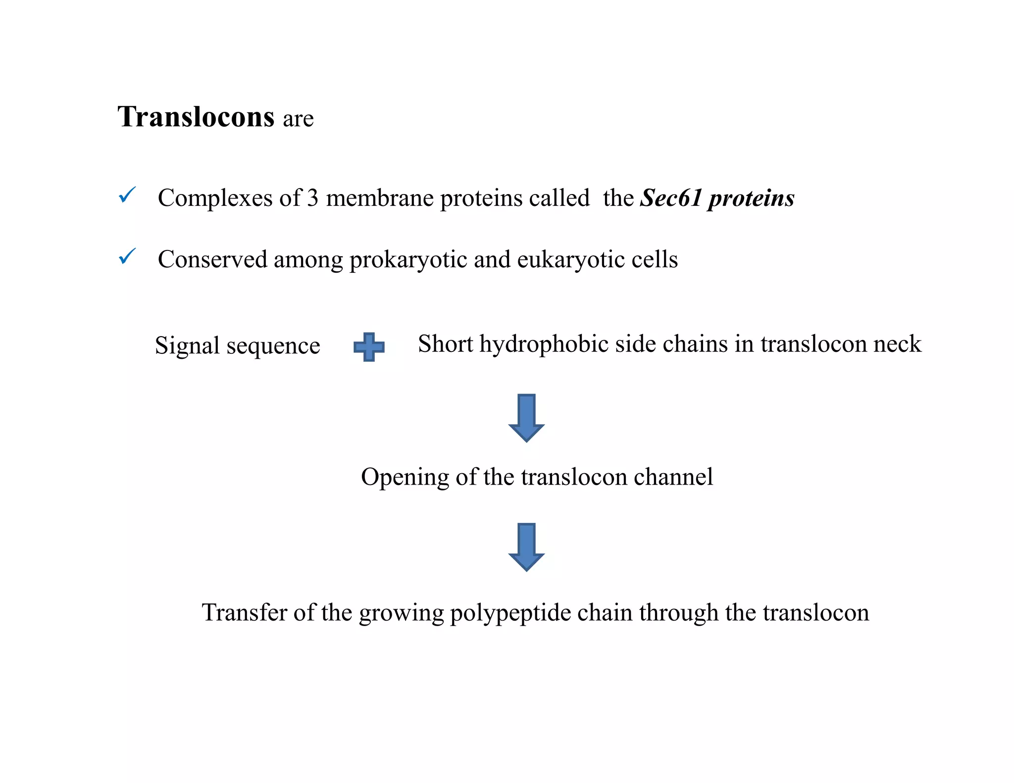 Translocons are
 Complexes of 3 membrane proteins called the Sec61 proteins
 Conserved among prokaryotic and eukaryotic cells
Signal sequence Short hydrophobic side chains in translocon neck
Opening of the translocon channel
Transfer of the growing polypeptide chain through the translocon
 