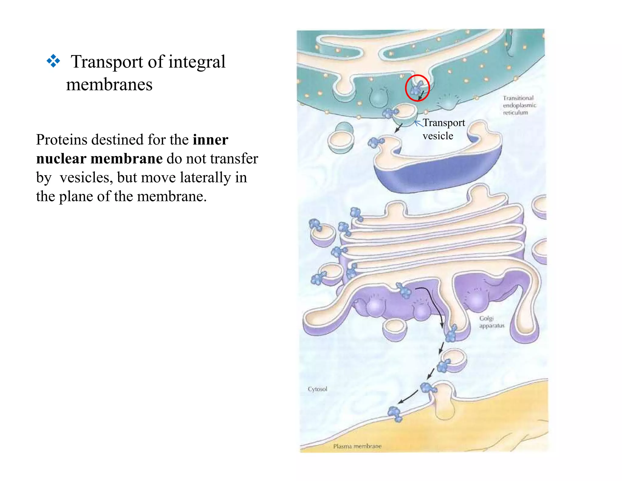  Transport of integral
membranes
Proteins destined for the inner
nuclear membrane do not transfer
by vesicles, but move laterally in
the plane of the membrane.
Transport
vesicle
 