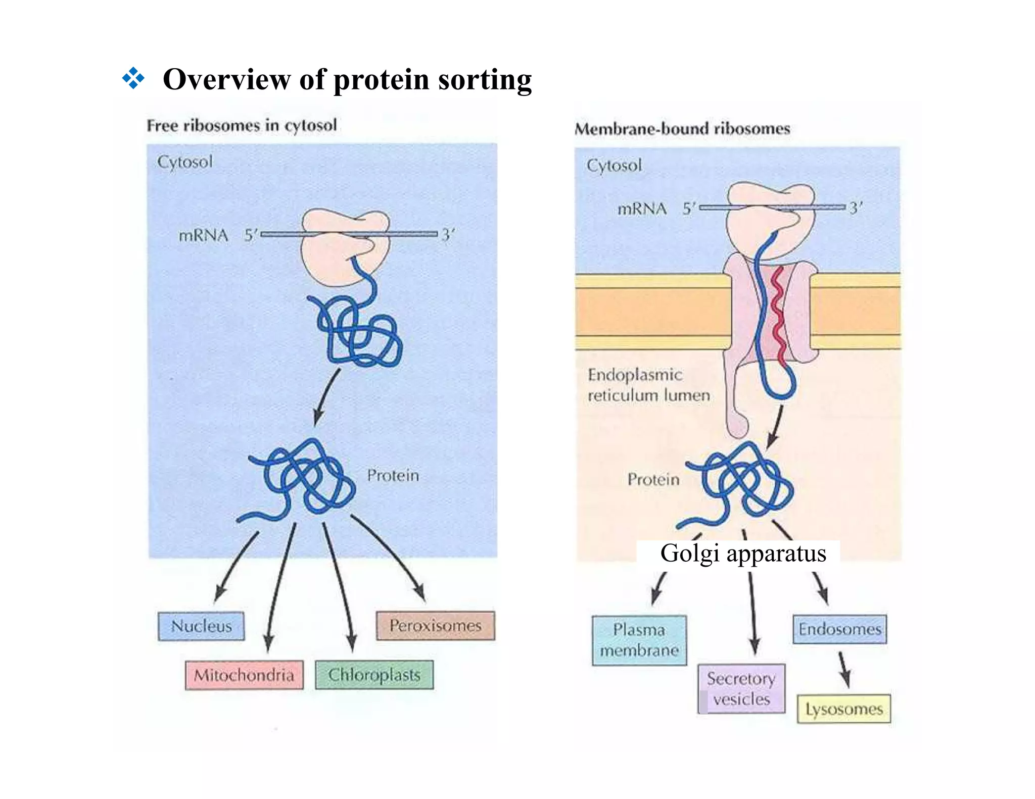  Overview of protein sorting
Golgi apparatus
 