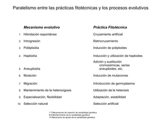 Paralelismo entre las prácticas fitotécnicas y los procesos evolutivos
Mecanismo evolutivo Práctica Fitotécnica
1 Hibridación espontánea Cruzamiento artificial
2 Introgresión Retrocruzamiento
3 Politploidía Inducción de poliploides
4 Haploidía Inducción y utilización de haploides
5 Aneuploidía
Adición y sustitución
cromosómicas, series
aneuploides, etc.
6 Mutación Inducción de mutaciones
7 Migración Introducción de germoplasma
8 Mantenimiento de la heterocigosis Utilización de la heterosis
9 Especialización, flexibilidad Adaptación, estabilidad
10 Selección natural Selección artificial
1-7 Mecanismos de creación de variabilidad genética
8-9 Mantenimiento de la variabilidad genética
10 Mecanismo de ajuste de la variabilidad genética
 