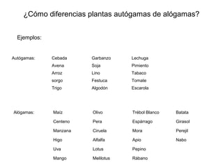 ¿Cómo diferencias plantas autógamas de alógamas?
Autógamas: Cebada Garbanzo Lechuga
Avena Soja Pimiento
Arroz Lino Tabaco
sorgo Festuca Tomate
Trigo Algodón Escarola
Alógamas: Maíz Olivo Trébol Blanco Batata
Centeno Pera Espárrago Girasol
Manzana Ciruela Mora Perejil
Higo Alfalfa Apio Nabo
Uva Lotus Pepino
Mango Melilotus Rábano
Ejemplos:
 