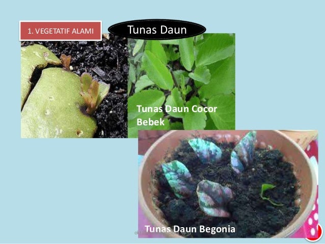 5 Perkembangbiakan Tumbuhan