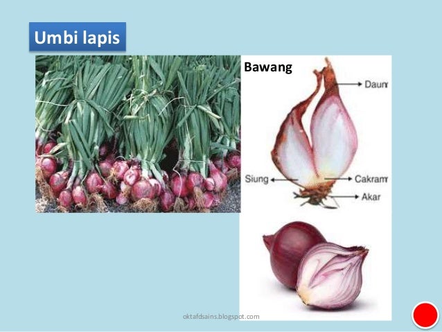 5. perkembangbiakan tumbuhan