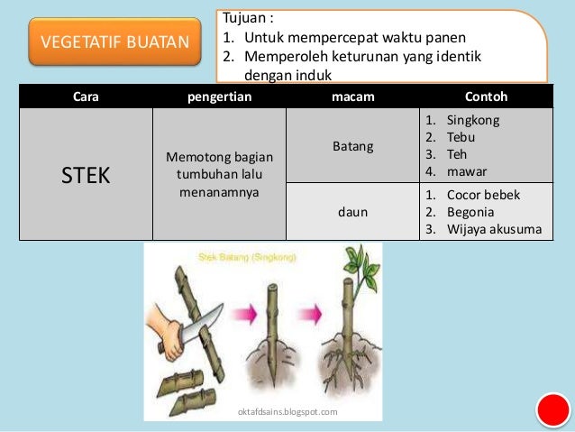 5 Perkembangbiakan Tumbuhan