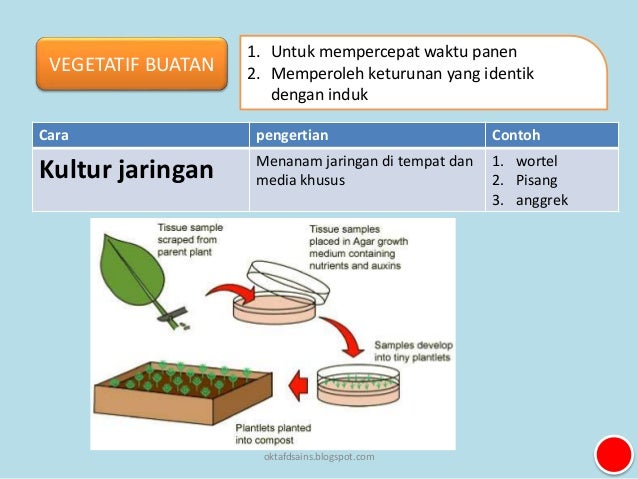 5 Perkembangbiakan Tumbuhan