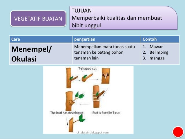5 Perkembangbiakan Tumbuhan