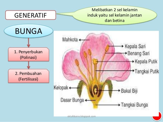 5 Perkembangbiakan Tumbuhan