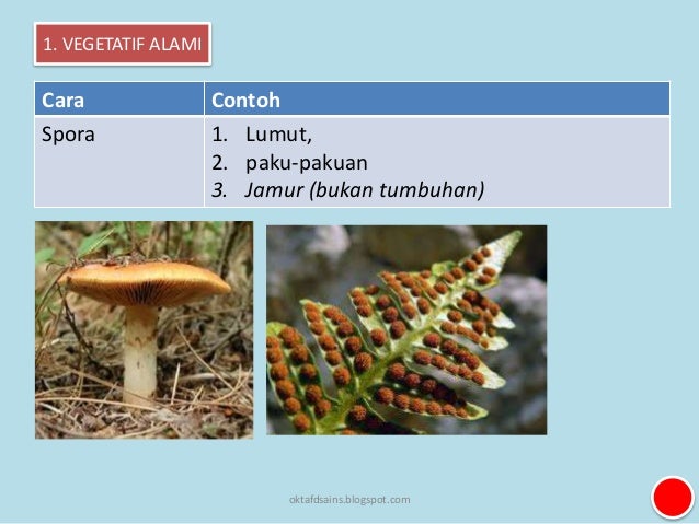 5 Perkembangbiakan Tumbuhan