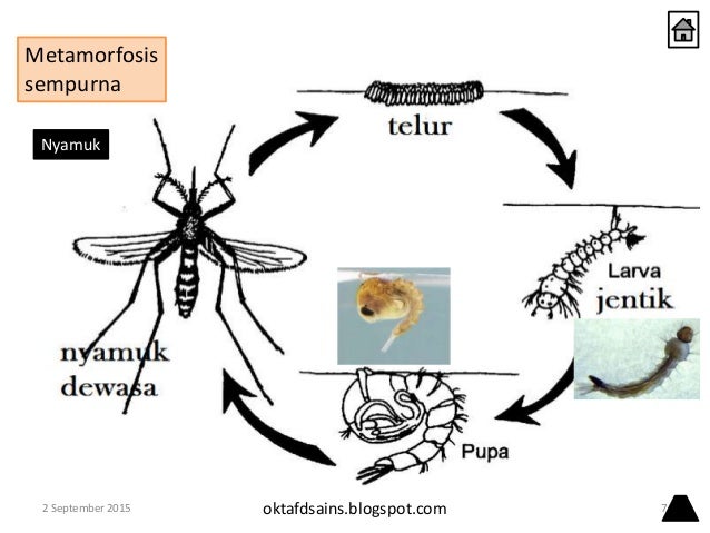 5. daur hidup mahluk hidup