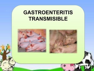 GASTROENTERITIS
TRANSMISIBLE
 