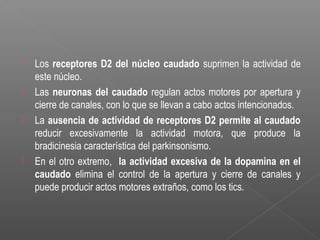  Los receptores D2 del núcleo caudado suprimen la actividad de
este núcleo.
 Las neuronas del caudado regulan actos motores por apertura y
cierre de canales, con lo que se llevan a cabo actos intencionados.
 La ausencia de actividad de receptores D2 permite al caudado
reducir excesivamente la actividad motora, que produce la
bradicinesia característica del parkinsonismo.
 En el otro extremo, la actividad excesiva de la dopamina en el
caudado elimina el control de la apertura y cierre de canales y
puede producir actos motores extraños, como los tics.
 