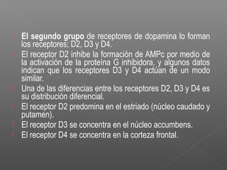  El segundo grupo de receptores de dopamina lo forman
los receptores; D2, D3 y D4.
 El receptor D2 inhibe la formación de AMPc por medio de
la activación de la proteína G inhibidora, y algunos datos
indican que los receptores D3 y D4 actúan de un modo
similar.
 Una de las diferencias entre los receptores D2, D3 y D4 es
su distribución diferencial.
 El receptor D2 predomina en el estriado (núcleo caudado y
putamen).
 El receptor D3 se concentra en el núcleo accumbens.
 El receptor D4 se concentra en la corteza frontal.
 
