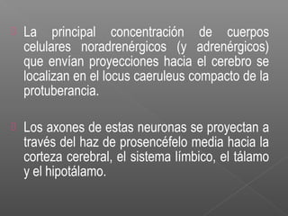  La principal concentración de cuerpos
celulares noradrenérgicos (y adrenérgicos)
que envían proyecciones hacia el cerebro se
localizan en el locus caeruleus compacto de la
protuberancia.
 Los axones de estas neuronas se proyectan a
través del haz de prosencéfelo media hacia la
corteza cerebral, el sistema límbico, el tálamo
y el hipotálamo.
 