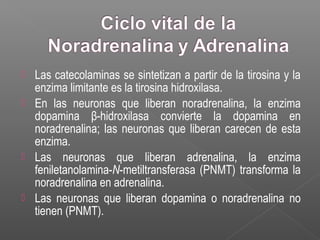  Las catecolaminas se sintetizan a partir de la tirosina y la
enzima limitante es la tirosina hidroxilasa.
 En las neuronas que liberan noradrenalina, la enzima
dopamina β-hidroxilasa convierte la dopamina en
noradrenalina; las neuronas que liberan carecen de esta
enzima.
 Las neuronas que liberan adrenalina, la enzima
feniletanolamina-N-metiltransferasa (PNMT) transforma la
noradrenalina en adrenalina.
 Las neuronas que liberan dopamina o noradrenalina no
tienen (PNMT).
 