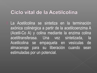  La Acetilcolina se sintetiza en la terminación
axónica colinérgica a partir de la acetilcoenzima A
(Acetil-Co A) y colina mediante la enzima colina
acetiltransferasa. Una vez sintetizada, la
Acetilcolina se empaqueta en vesículas de
almacenaje para su liberación cuando sean
estimuladas por un potencial.
 