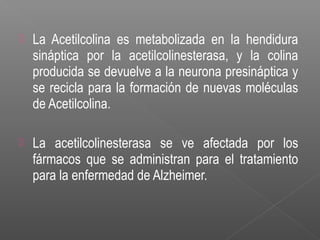  La Acetilcolina es metabolizada en la hendidura
sináptica por la acetilcolinesterasa, y la colina
producida se devuelve a la neurona presináptica y
se recicla para la formación de nuevas moléculas
de Acetilcolina.
 La acetilcolinesterasa se ve afectada por los
fármacos que se administran para el tratamiento
para la enfermedad de Alzheimer.
 