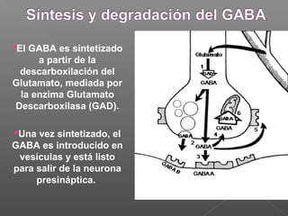 El GABA es sintetizado
a partir de la
descarboxilación del
Glutamato, mediada por
la enzima Glutamato
Descarboxilasa (GAD).
Una vez sintetizado, el
GABA es introducido en
vesículas y está listo
para salir de la neurona
presináptica.
 