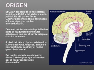  El GABA procede de la neo corteza
inhibidora 4S-8S y del sistema estrió
palidal. De allí parten fibras
GABAérgicas inhibidoras destinadas
al locus niger y al núcleo
interpeduncular.
 Desde el núcleo arcuato hipotalámico
parte el haz túberoinfundibular
gabaérgico que por el fórnix integra el
circuito mnémico.
 A nivel del tálamo óptico existen dos
subnúcleos GABAérgicos, el núcleo
neurorreticular central y el núcleo
geniculado lateral.
 Del núcleo del rafe caudal parten
fibras GABAérgicas que ascienden
por el haz procencefálico
dorsomedial.
 