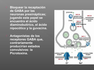  Bloquear la recaptación
de GABA por las
neuronas presinápticas;
jugando este papel se
encuentra el ácido
diaminobutírico, el ácido
nipocótico y la guvacina.
 Antagonistas de los
receptores GABA que,
contrariamente
producirían estados
convulsivos: la
Picrotoxina.
 