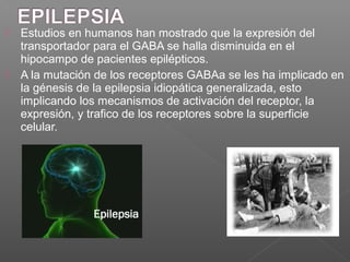  Estudios en humanos han mostrado que la expresión del
transportador para el GABA se halla disminuida en el
hipocampo de pacientes epilépticos.
 A la mutación de los receptores GABAa se les ha implicado en
la génesis de la epilepsia idiopática generalizada, esto
implicando los mecanismos de activación del receptor, la
expresión, y trafico de los receptores sobre la superficie
celular.
 