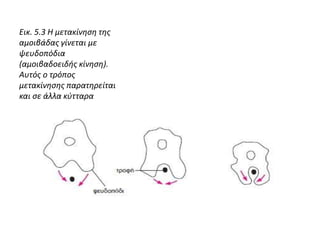 Εικ. 5.3 Η μετακίνηση της
αμοιβάδας γίνεται με
ψευδοπόδια
(αμοιβαδοειδής κίνηση).
Αυτός ο τρόπος
μετακίνησης παρατηρείται
και σε άλλα κύτταρα
 