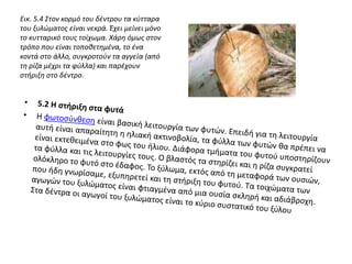 Εικ. 5.4 Στον κορμό του δέντρου τα κύτταρα
του ξυλώματος είναι νεκρά. Έχει μείνει μόνο
το κυτταρικό τους τοίχωμα. Χάρη όμως στον
τρόπο που είναι τοποθετημένα, το ένα
κοντά στο άλλο, συγκροτούν τα αγγεία (από
τη ρίζα μέχρι τα φύλλα) και παρέχουν
στήριξη στο δέντρο.
 