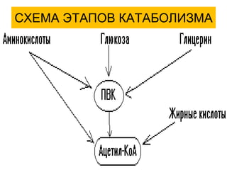 СХЕМА ЭТАПОВ КАТАБОЛИЗМА
 