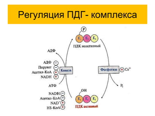 Регуляция ПДГ- комплекса
 