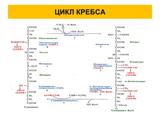 ЦИКЛ КРЕБСА
 