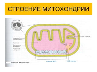 СТРОЕНИЕ МИТОХОНДРИИ
 