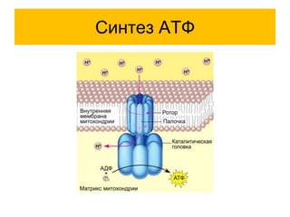 Синтез АТФ
 