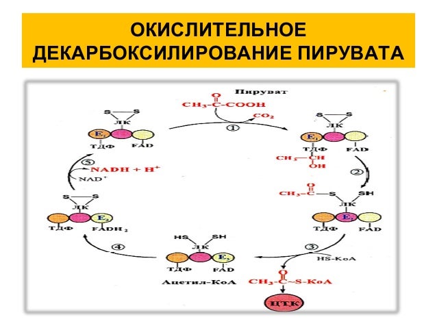 Картинки РЕАКЦИИ ОКИСЛИТЕЛЬНОГО ДЕКАРБОКСИЛИРОВАНИЯ ПИРУВАТА