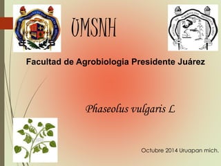 UMSNH
Facultad de Agrobiologia Presidente Juárez
Phaseolus vulgaris L
Octubre 2014 Uruapan mich.
 