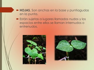  HOJAS. Son anchas en la base y puntiagudas
en la punta.
 Están sujetas a lugares llamados nudos y los
espacios entre ellos se llaman internudos o
entrenudos.
 