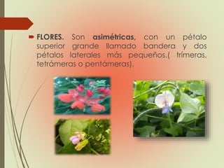  FLORES. Son asimétricas, con un pétalo
superior grande llamado bandera y dos
pétalos laterales más pequeños.( trímeras,
tetrámeras o pentámeras).
 