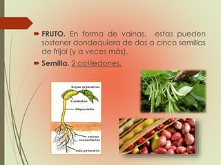  FRUTO. En forma de vainas, estas pueden
sostener dondequiera de dos a cinco semillas
de frijol (y a veces más).
 Semilla. 2 cotiledones.
 