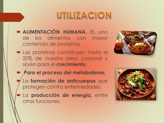  ALIMENTACIÓN HUMANA. Es uno
de los alimentos con mayor
contenido de proteínas.
 Las proteínas constituyen hasta el
20% de nuestro peso corporal y
sirven para el crecimiento.
 Para el proceso del metabolismo,
 La formación de anticuerpos que
protegen contra enfermedades,
 La producción de energía, entre
otras funciones.
 