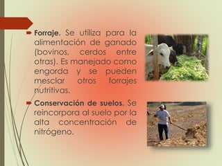  Forraje. Se utiliza para la
alimentación de ganado
(bovinos, cerdos entre
otras). Es manejado como
engorda y se pueden
mesclar otros forrajes
nutritivas.
 Conservación de suelos. Se
reincorpora al suelo por la
alta concentración de
nitrógeno.
 