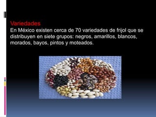 Variedades
En México existen cerca de 70 variedades de frijol que se
distribuyen en siete grupos: negros, amarillos, blancos,
morados, bayos, pintos y moteados.
 