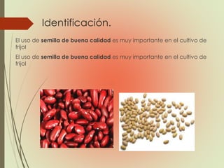 Identificación.
El uso de semilla de buena calidad es muy importante en el cultivo de
frijol
El uso de semilla de buena calidad es muy importante en el cultivo de
frijol
 