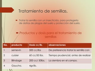 Tratamiento de semillas.
 Tratar la semilla con un insecticida, para protegerla
de daños de plagas del suelo y protección del suelo.
 Productos y dosis para el tratamiento de
semillas
No. producto Dosis cc/lb. observaciones
1 semevin 500 cc/lbs De preferencia tratar la semilla con
2 cuisier 60 cc/50 lbs. Tiempo prudencial, antes de realizar
3 Blindage 200 cc/ 50lbs. La siembra en el campo.
4 Gaucho. 4gr/lb.
 