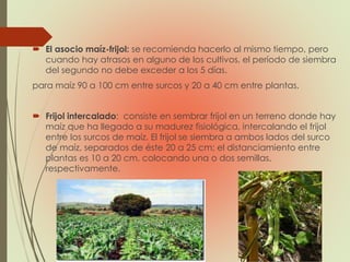  El asocio maíz-frijol: se recomienda hacerlo al mismo tiempo, pero
cuando hay atrasos en alguno de los cultivos, el período de siembra
del segundo no debe exceder a los 5 días.
para maíz 90 a 100 cm entre surcos y 20 a 40 cm entre plantas,
 Frijol intercalado: consiste en sembrar frijol en un terreno donde hay
maíz que ha llegado a su madurez fisiológica, intercalando el frijol
entre los surcos de maíz. El frijol se siembra a ambos lados del surco
de maíz, separados de éste 20 a 25 cm; el distanciamiento entre
plantas es 10 a 20 cm, colocando una o dos semillas,
respectivamente.
 