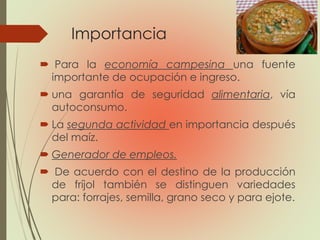 Importancia
 Para la economía campesina una fuente
importante de ocupación e ingreso.
 una garantía de seguridad alimentaria, vía
autoconsumo.
 La segunda actividad en importancia después
del maíz.
 Generador de empleos.
 De acuerdo con el destino de la producción
de fríjol también se distinguen variedades
para: forrajes, semilla, grano seco y para ejote.
 