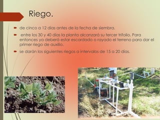 Riego.
 de cinco a 12 días antes de la fecha de siembra.
 entre los 30 y 40 días la planta alcanzará su tercer trifolio. Para
entonces ya deberá estar escardado o rayado el terreno para dar el
primer riego de auxilio.
 se darán los siguientes riegos a intervalos de 15 a 20 días.
 