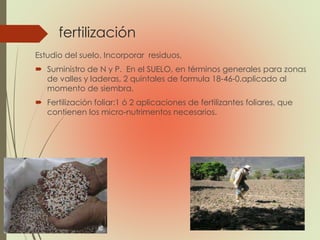 fertilización
Estudio del suelo. Incorporar residuos,
 Suministro de N y P. En el SUELO, en términos generales para zonas
de valles y laderas, 2 quintales de formula 18-46-0.aplicado al
momento de siembra.
 Fertilización foliar:1 ó 2 aplicaciones de fertilizantes foliares, que
contienen los micro-nutrimentos necesarios.
 