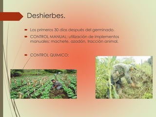 Deshierbes.
 Los primeros 30 días después del germinado.
 CONTROL MANUAL: utilización de implementos
manuales: machete, azadón, tracción animal.
 CONTROL QUIMICO:
 