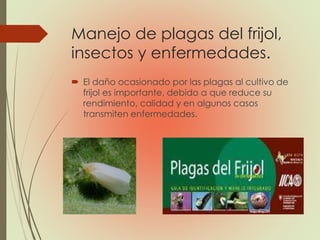 Manejo de plagas del frijol,
insectos y enfermedades.
 El daño ocasionado por las plagas al cultivo de
frijol es importante, debido a que reduce su
rendimiento, calidad y en algunos casos
transmiten enfermedades.
 